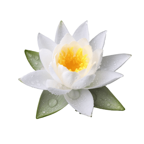 Lotus white